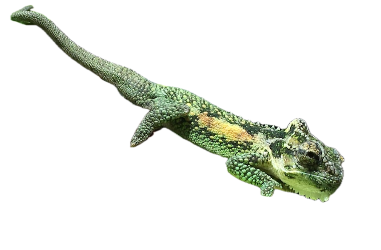 Bradipodion thamnobates