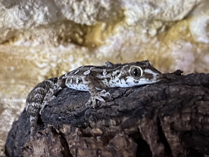 Henidactylus imbricatus