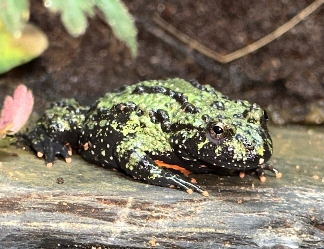 Bombina orientalis