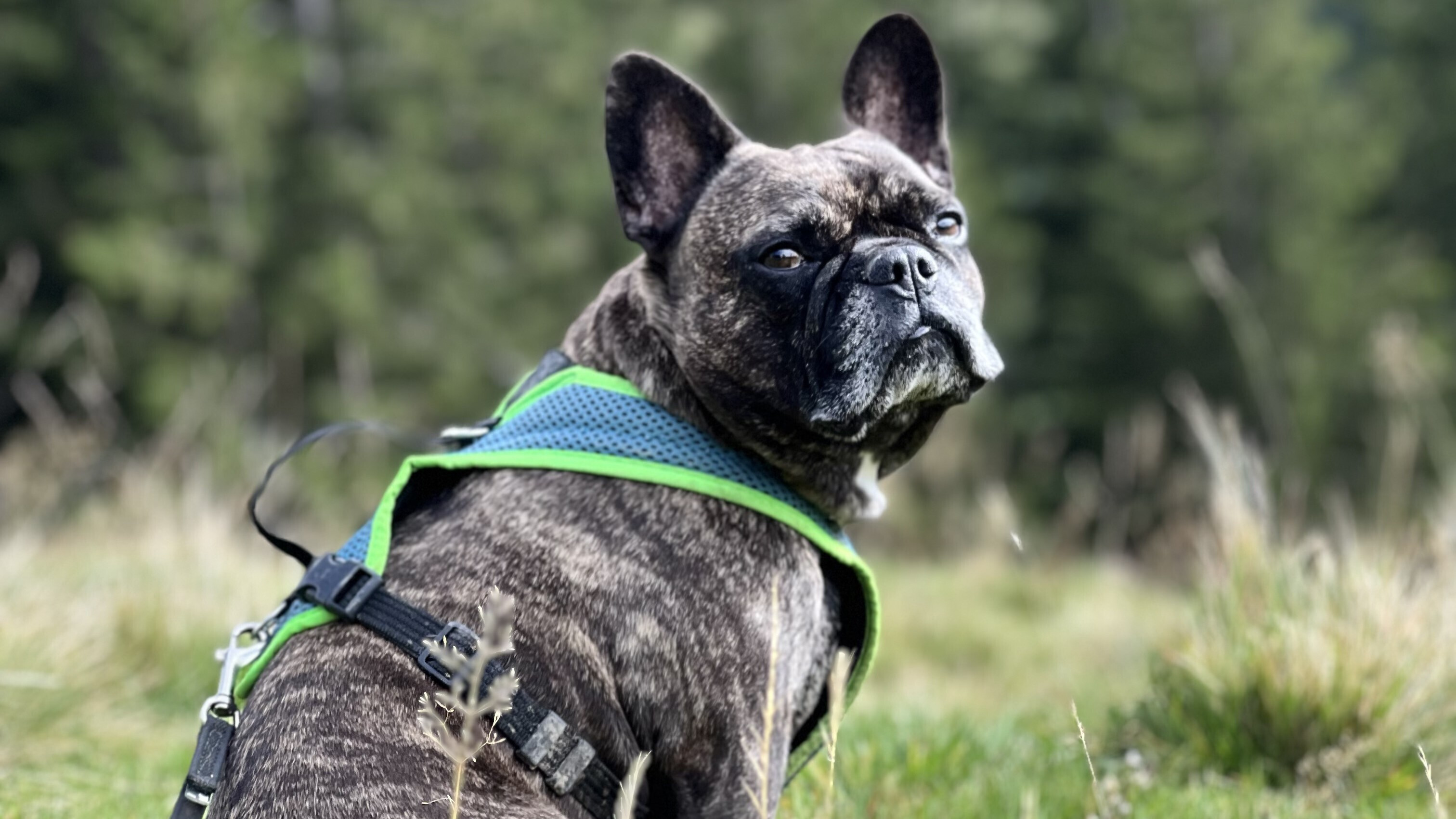 Französische Bulldogge