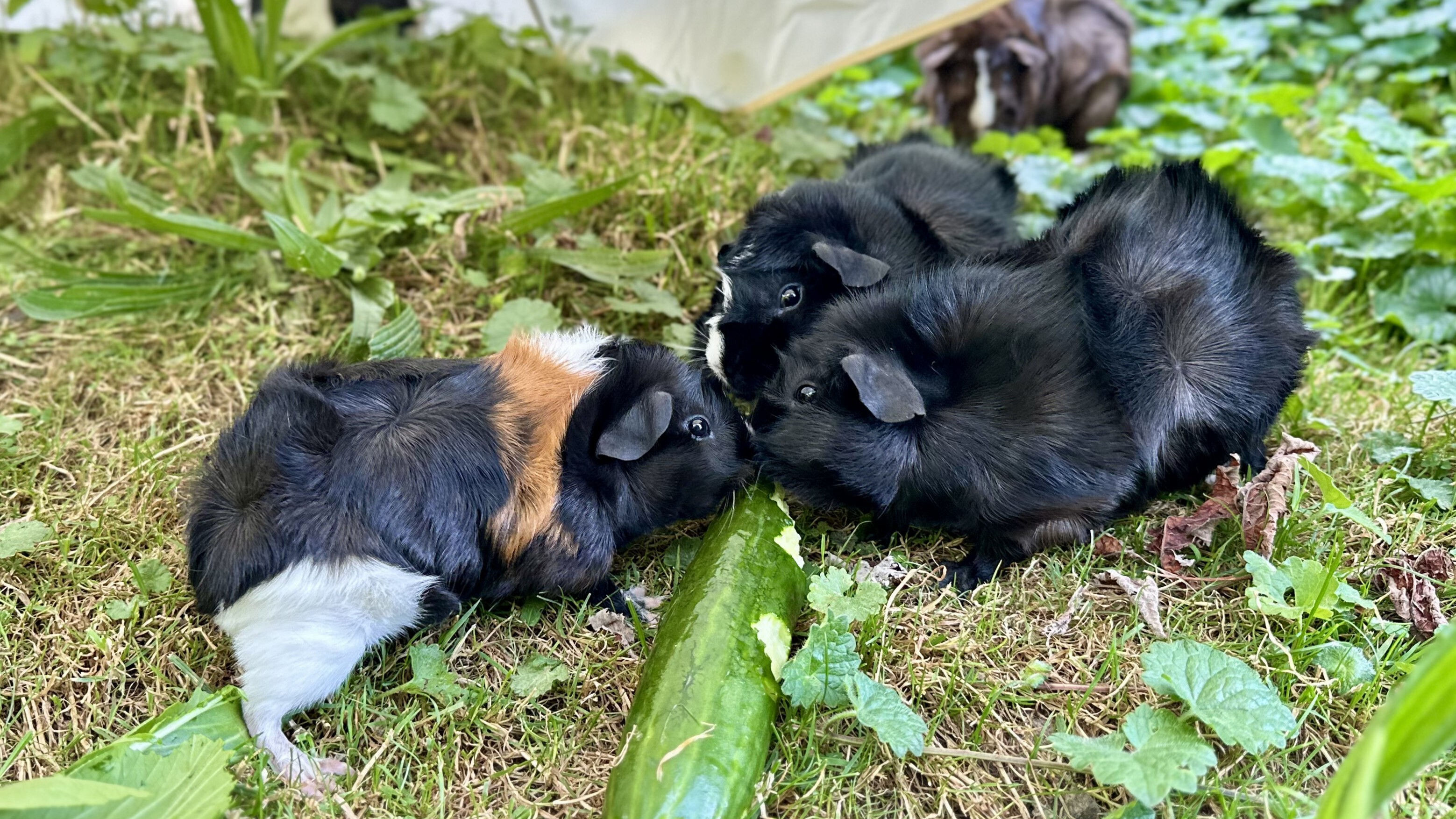 Meerschweinchen