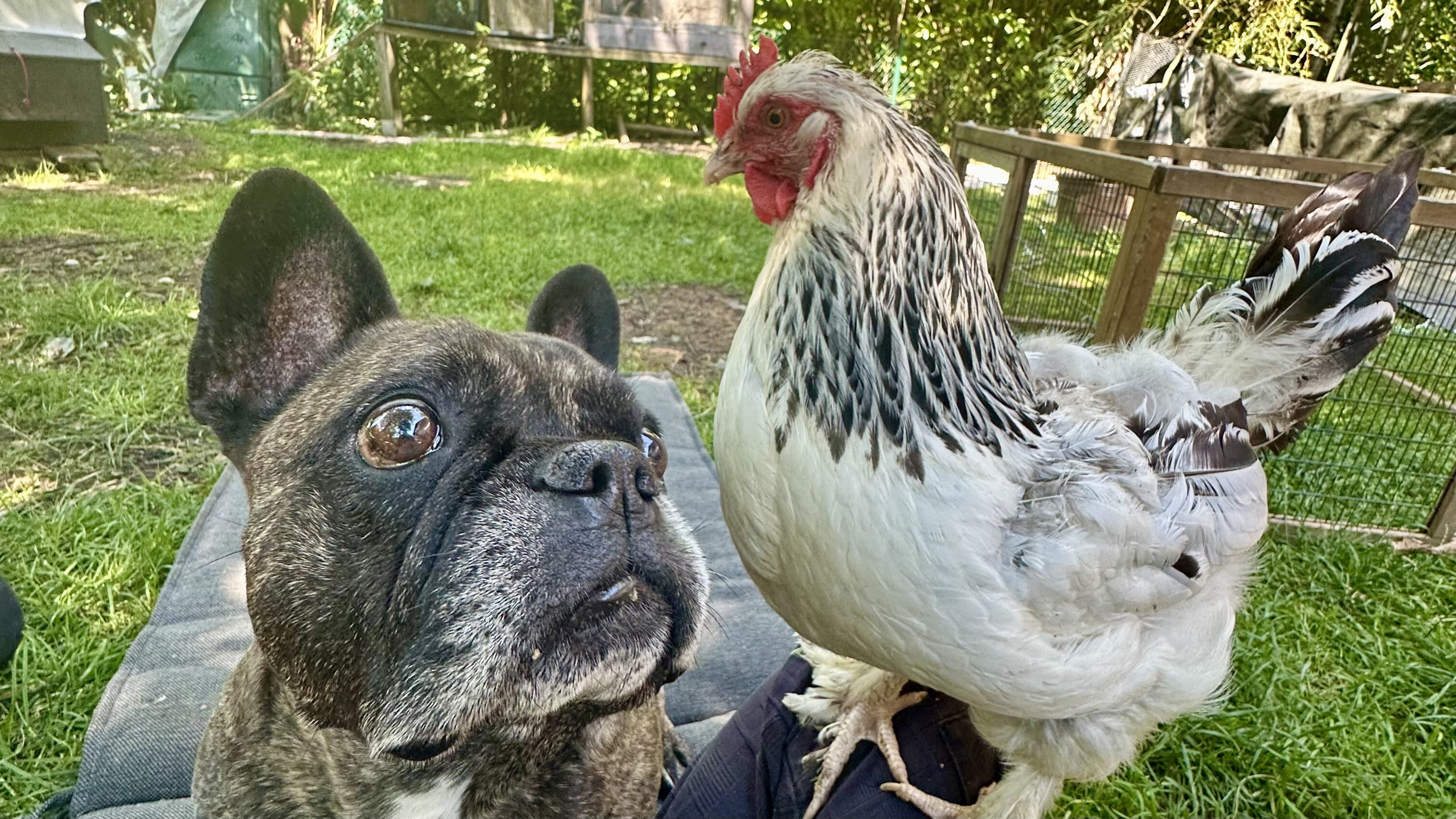 Sundheimerhuhn