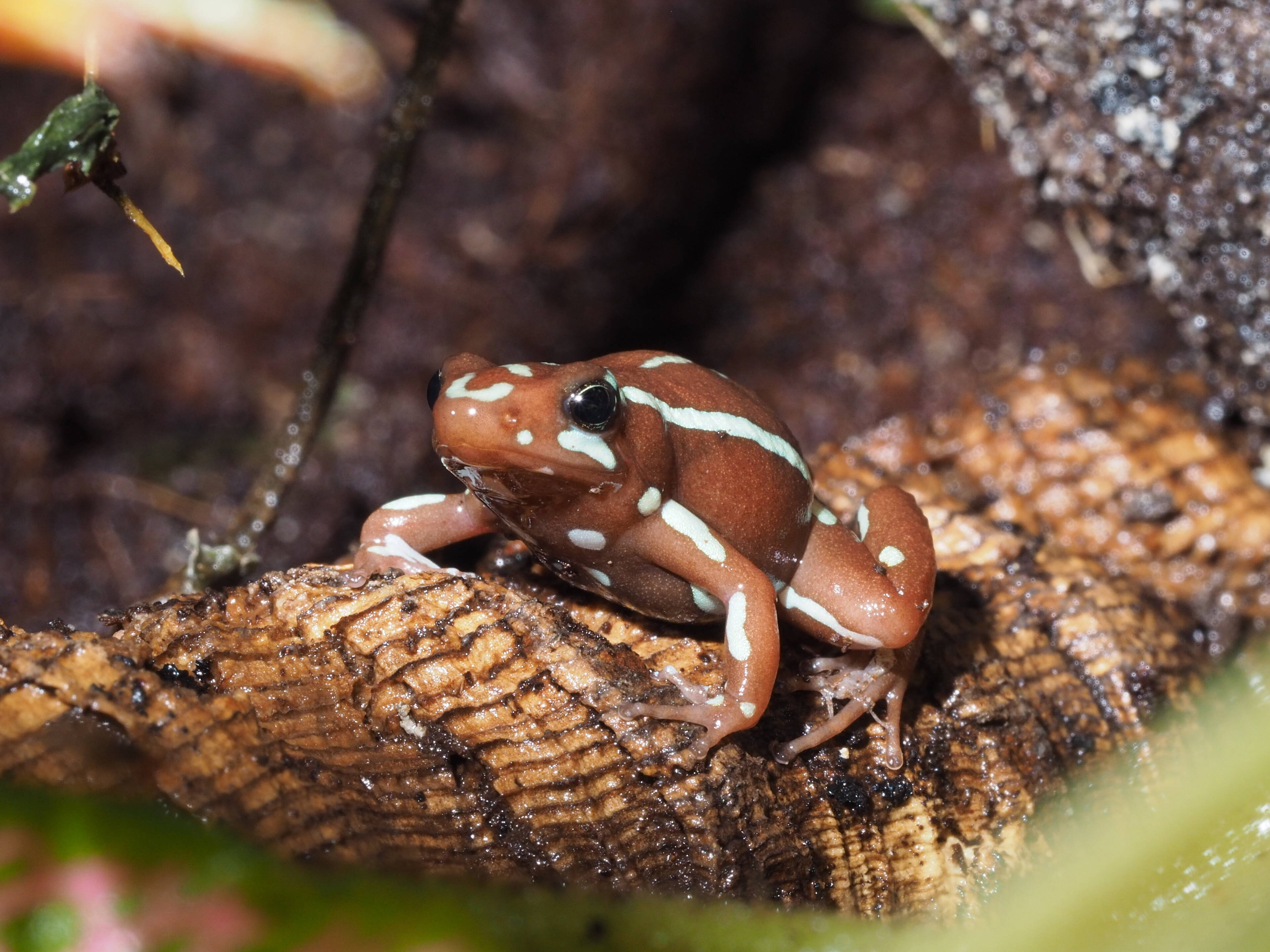 Epipedobates anthonyi