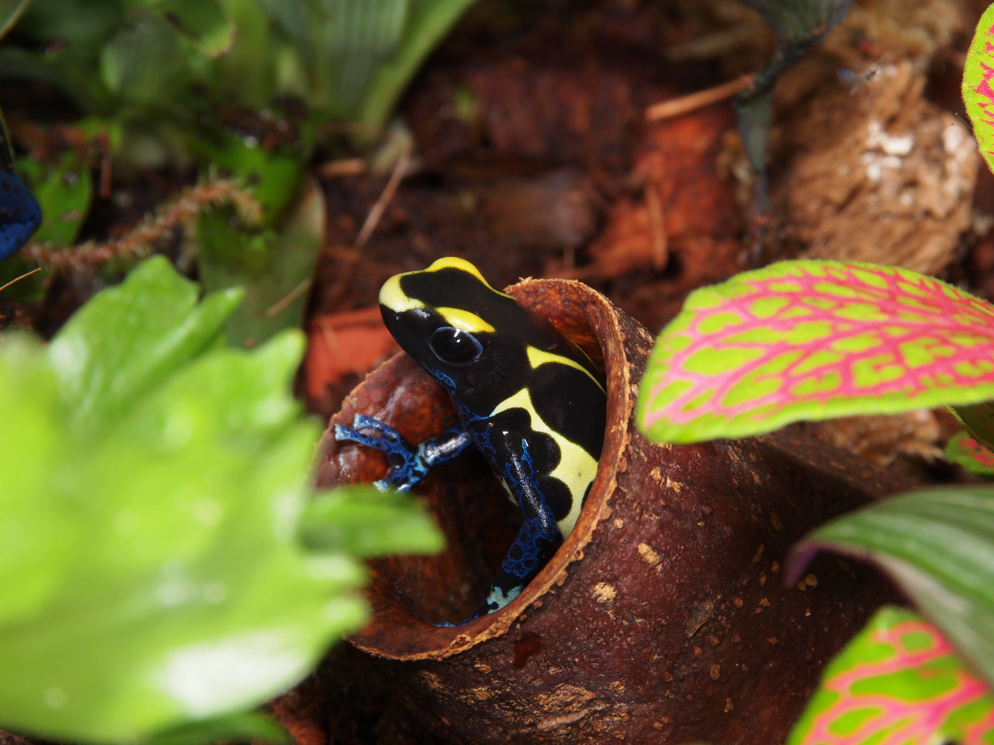 Dendrobate tinctorius bakhuis nothern