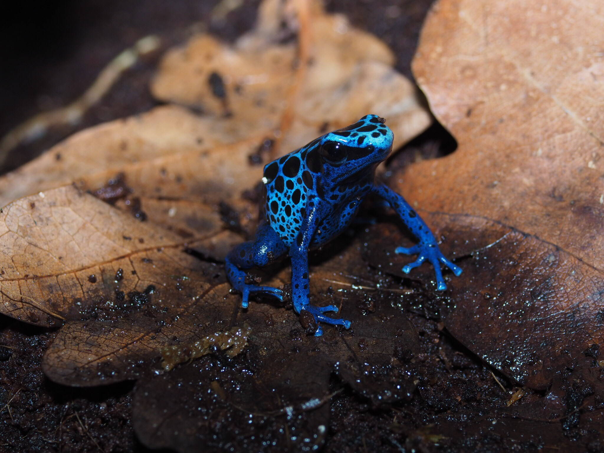 Dendrobates tinctorius azureus