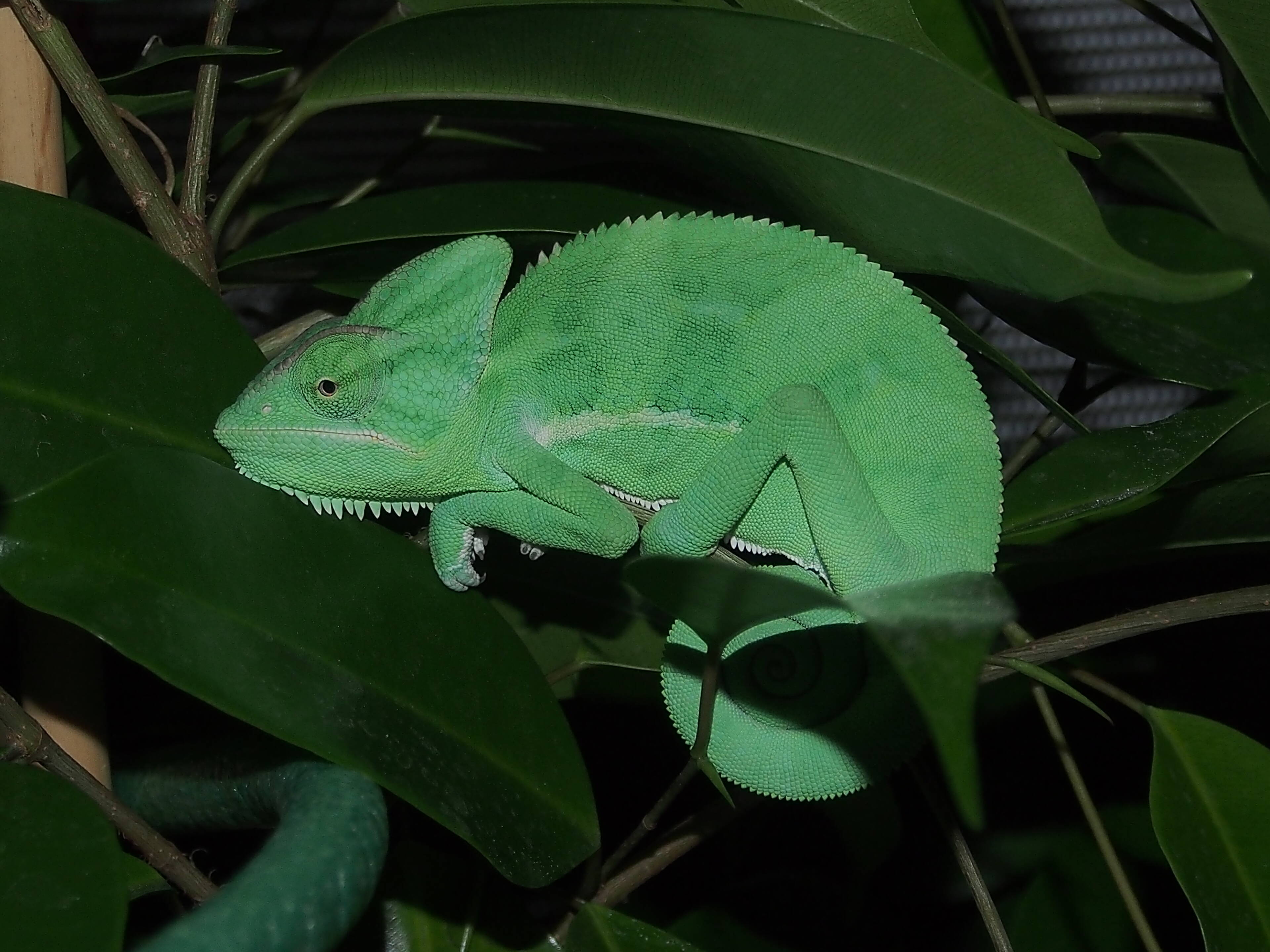Chamaele calyptratus