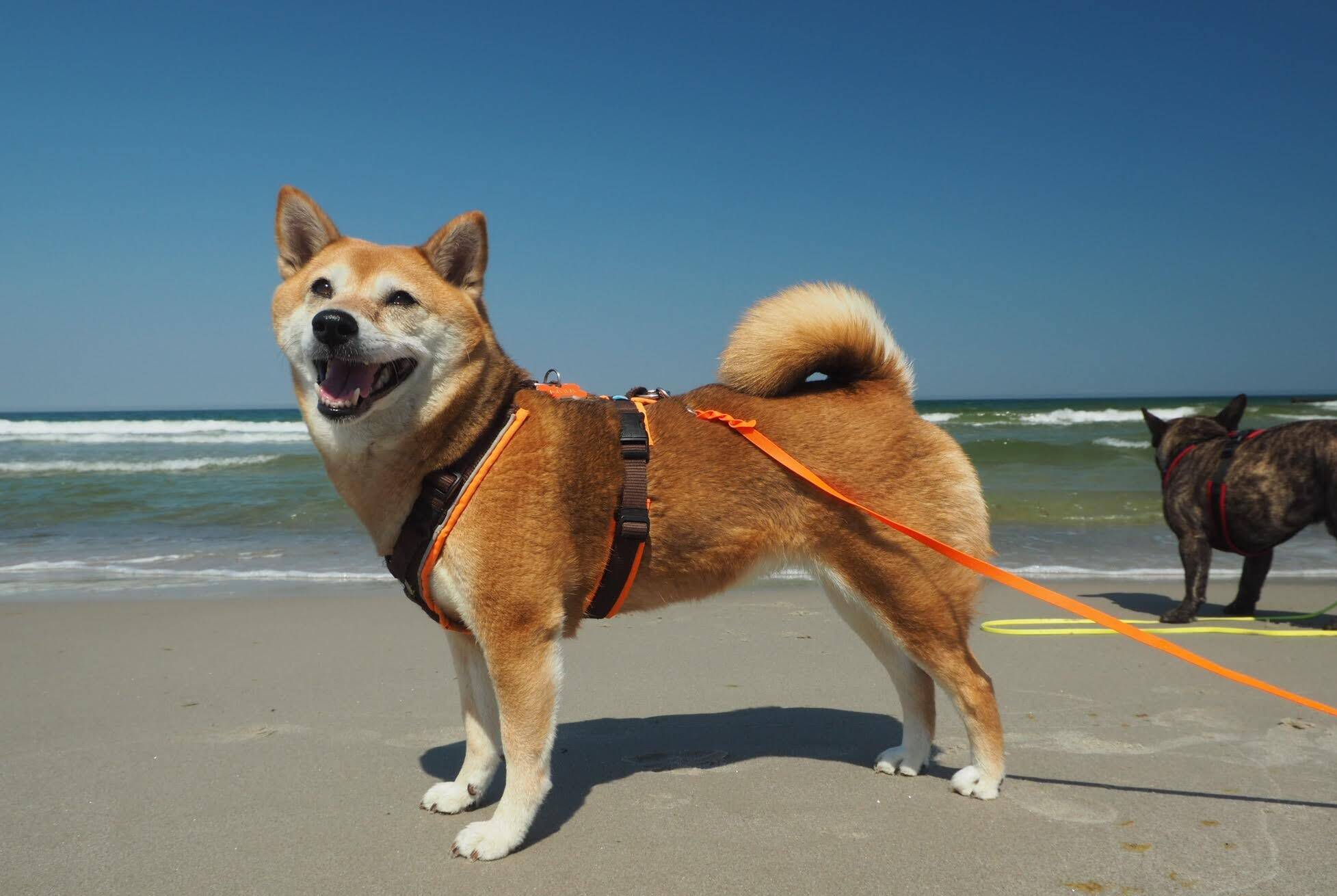 Shiba Inu