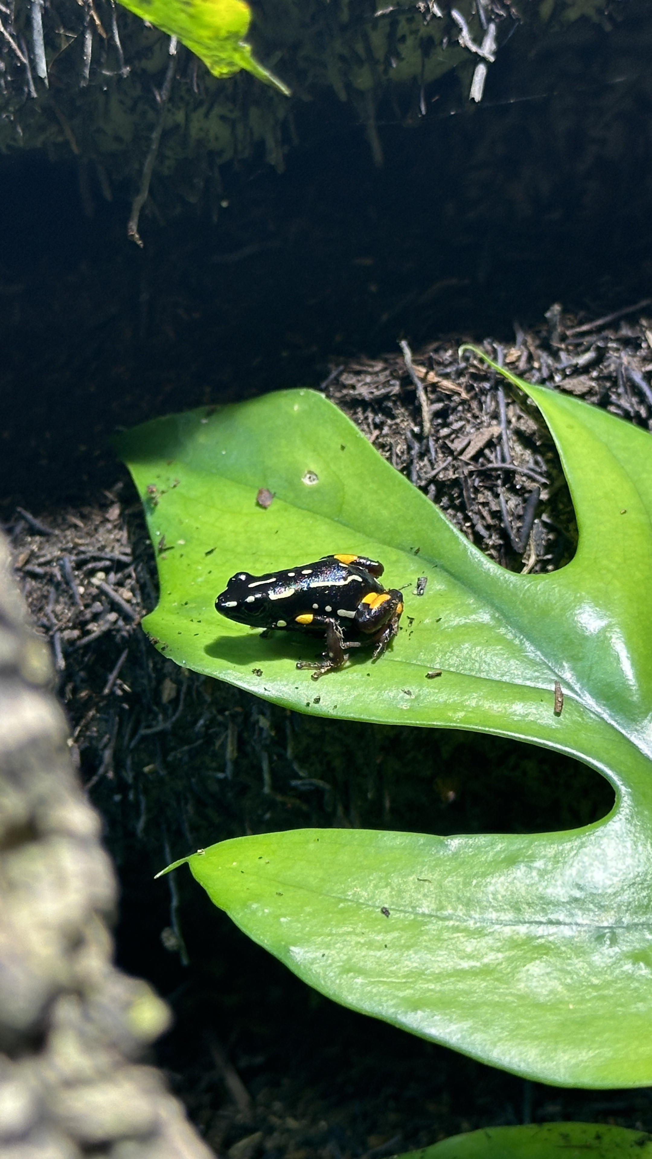 Adelphobates castaneoticus